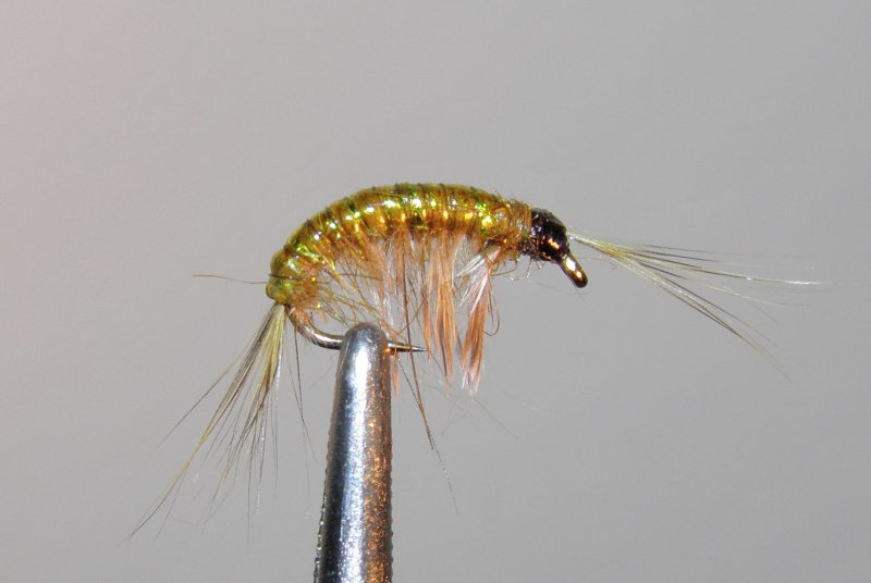 Гаммарус рачок бокоплав