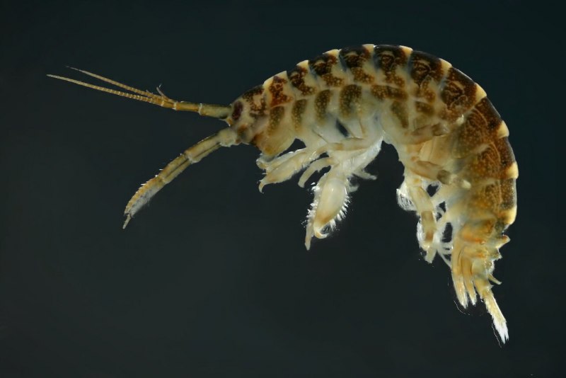Supergiant amphipod