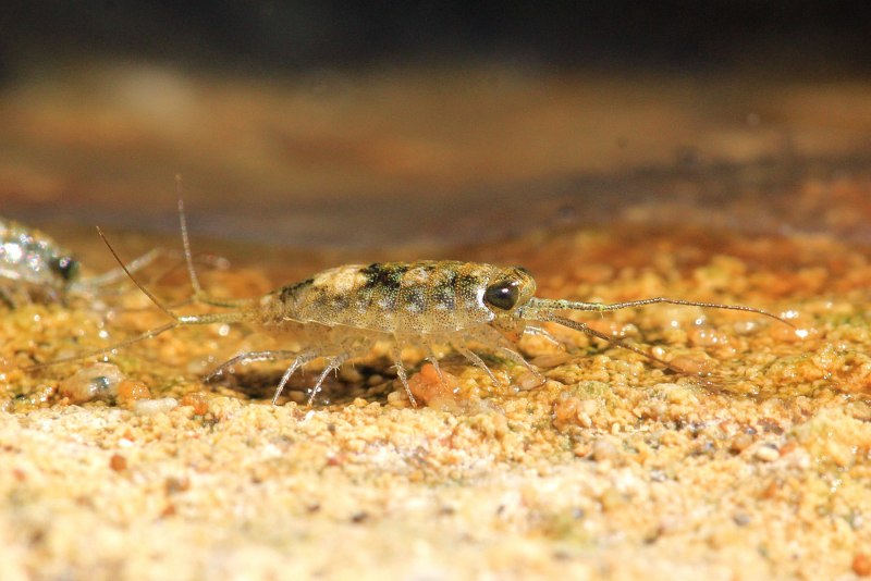 Pallasiola quadrispinosa