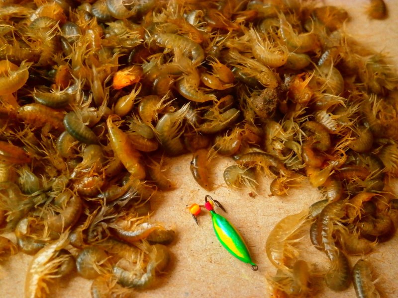 Мушка чешская нимфа