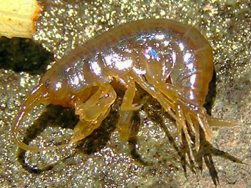 Мормыш гаммарус