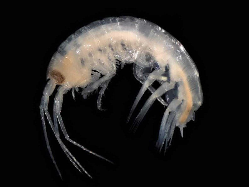 Бокоплав – Озерный гаммарус