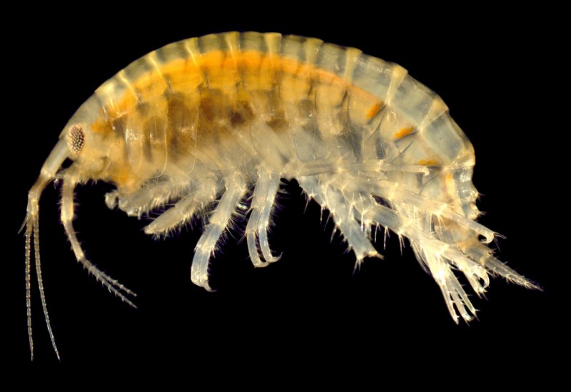 Dikerogammarus villosus