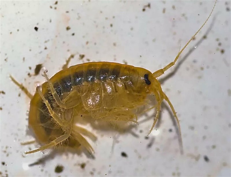 Амфипода бокоплав