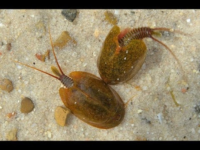 Бокоплав Озерный