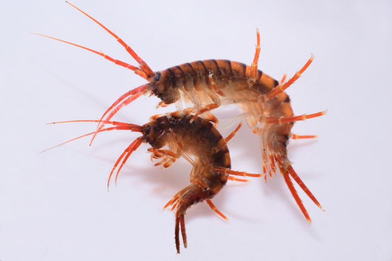 Гаммарус Байкальский