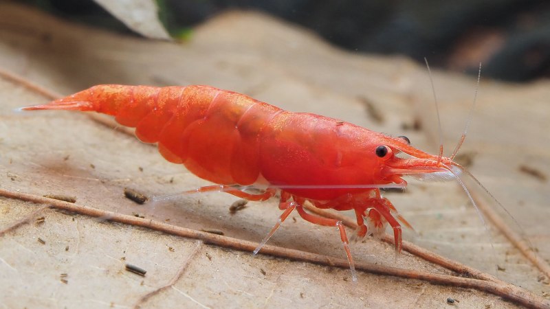 Ракообразные лингватулиды