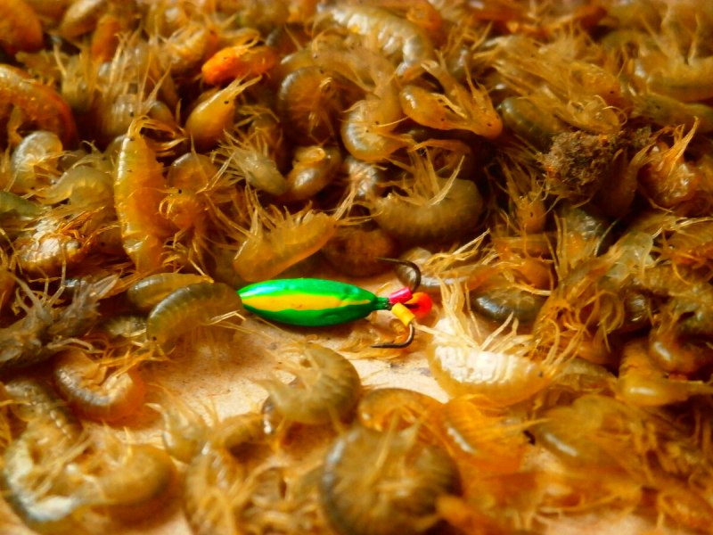 Байкальский рачок бокоплав