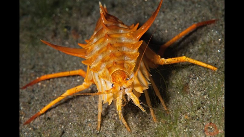 Мушка Бормаш на хариуса