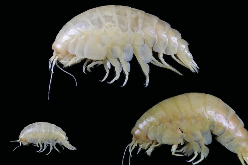 Гаммарус рачок бокоплав