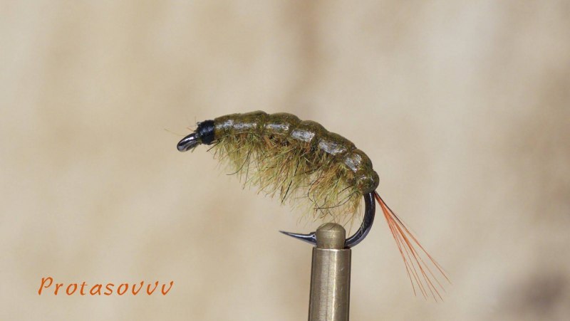 Щитни ракообразные