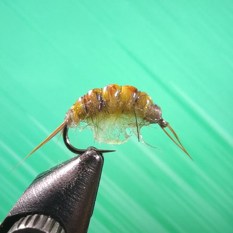 Соленоводные креветки