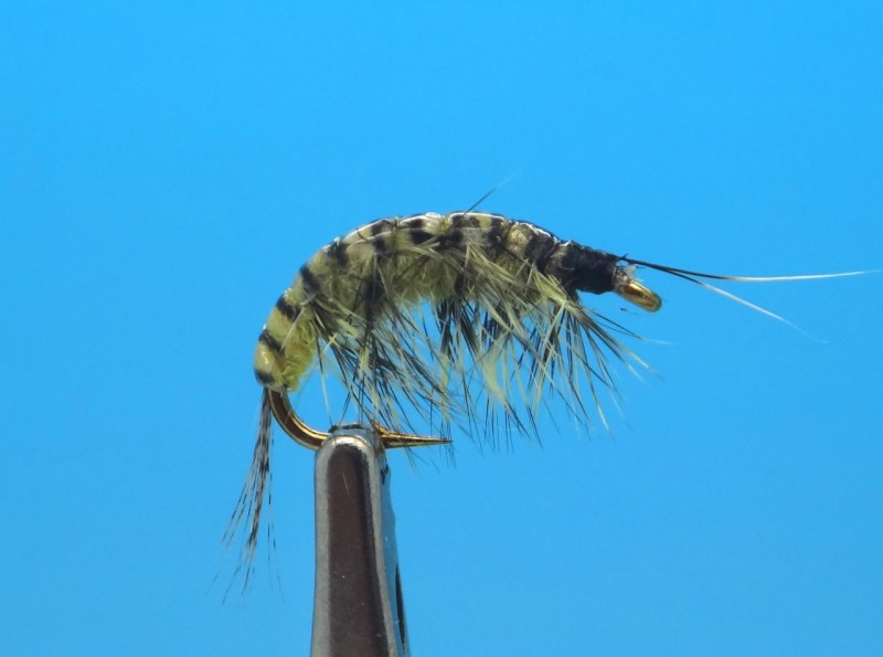 Моллюски эндемики Байкала