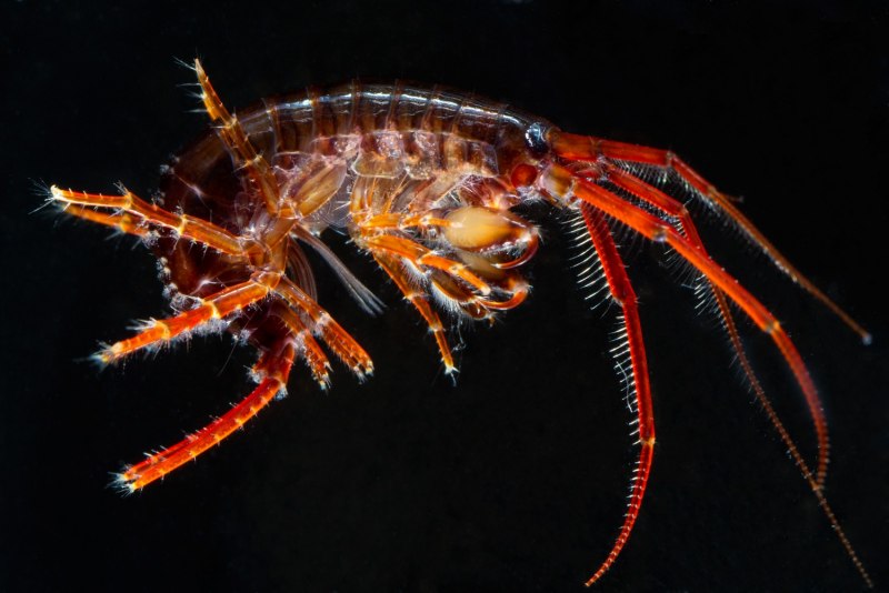 Морская блоха (рачки-бокоплавы, гаммарус)