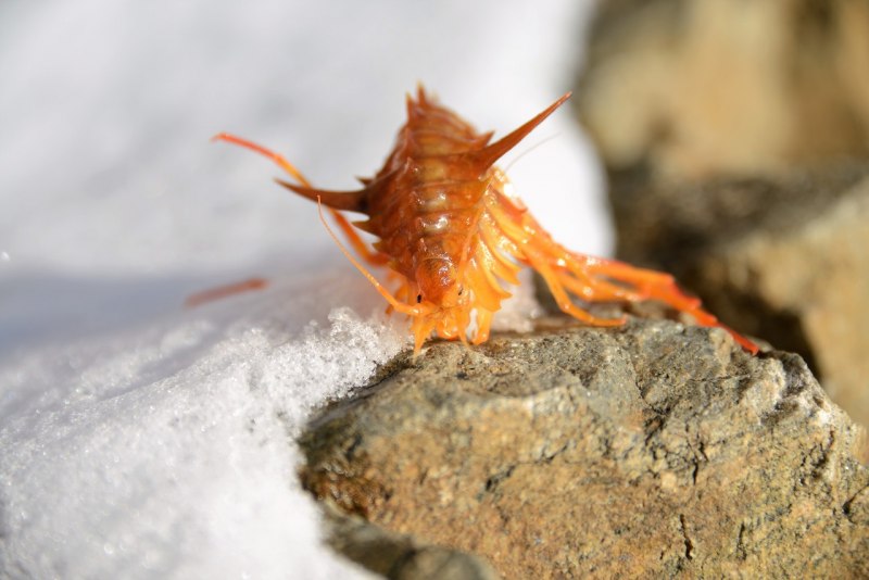 Гаммарус ("Бормаш")