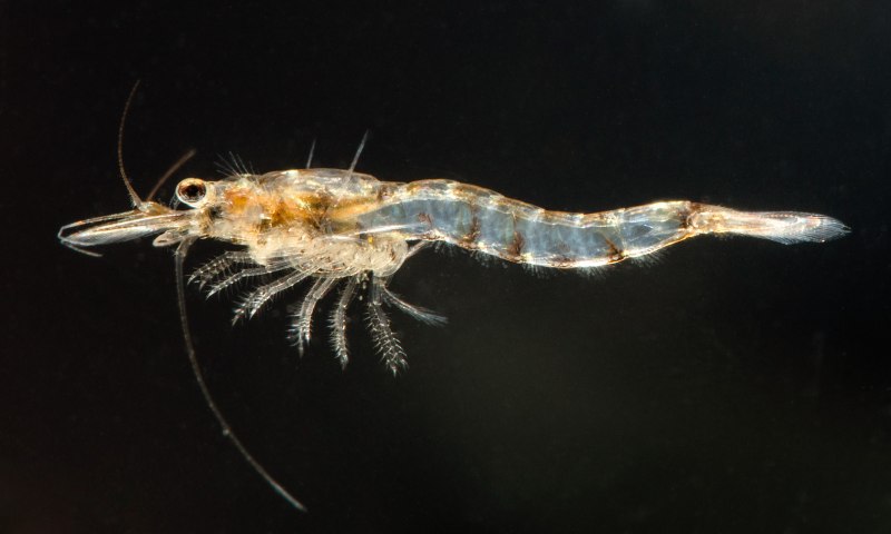 Нахлыстовая Муха "мотыль"