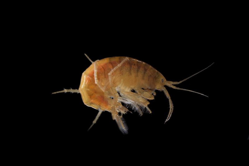 Бокоплав мормыш