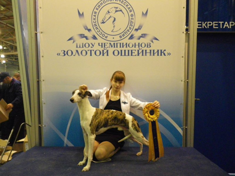 Ошейник 10мм*30см Каскад жемчуг, 0111