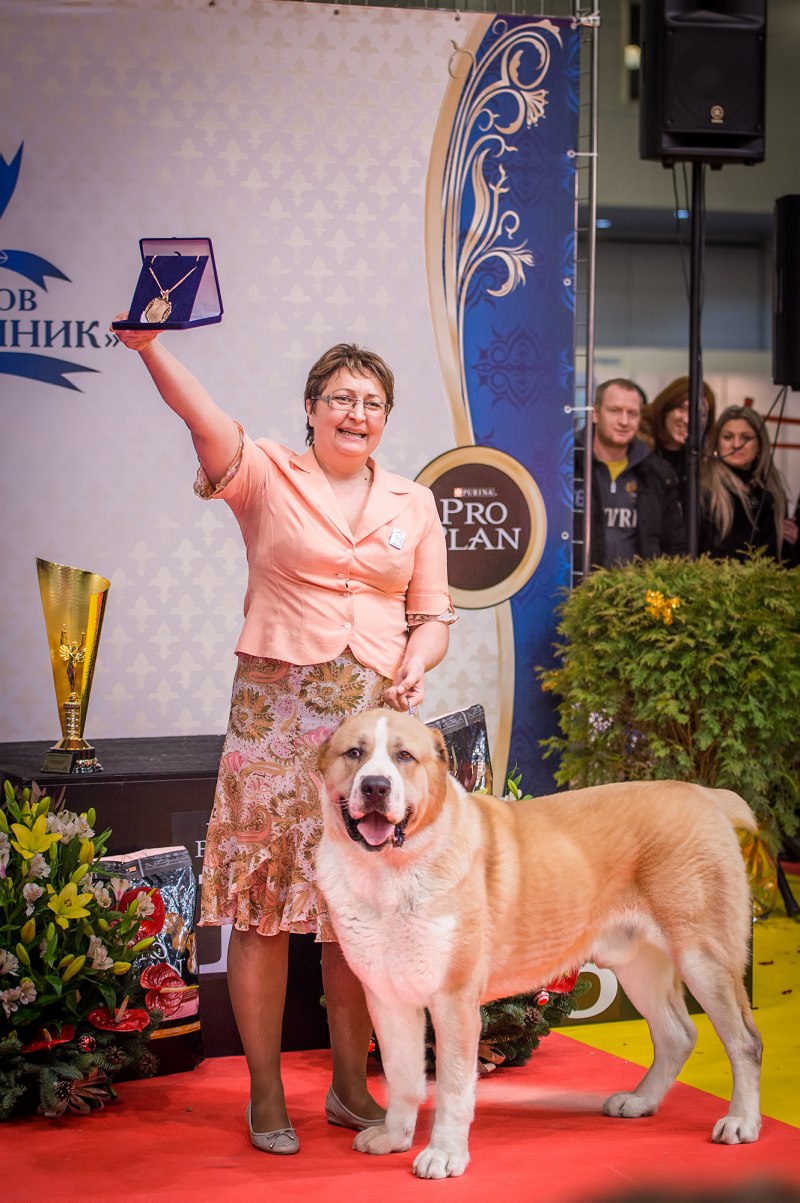 Красивые ошейники для кошек