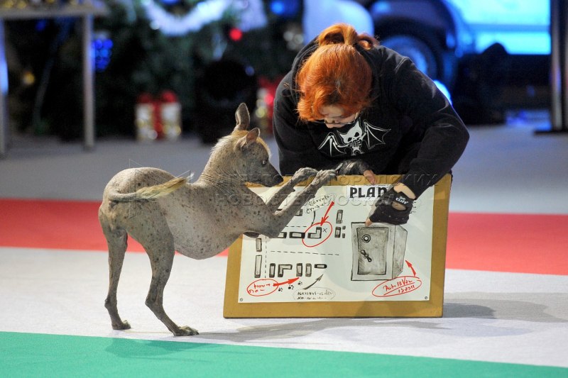 Бульдог с золотой цепью