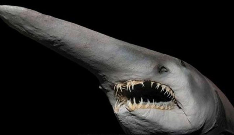 Акула-Домовой или акула-Гоблин