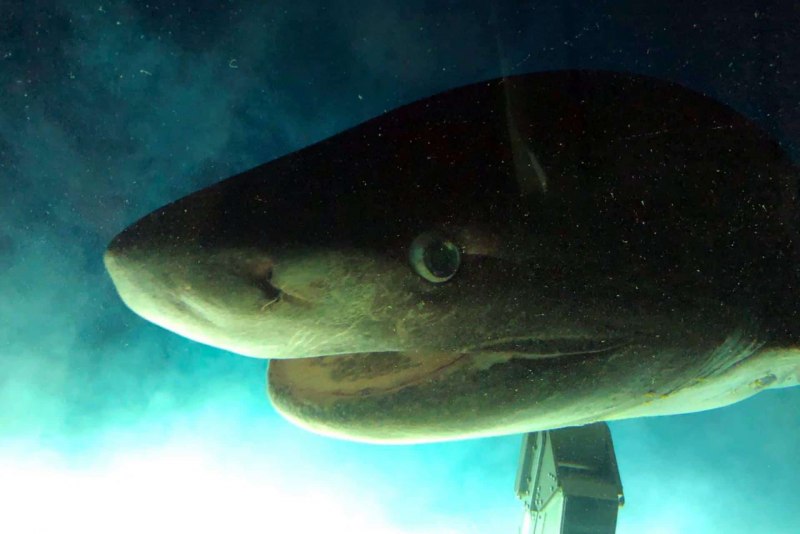 Акула-Гоблин (она же акула-Домовой)