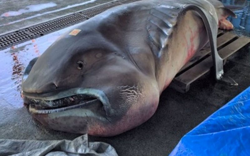 Речные монстры Prehistoric Terror