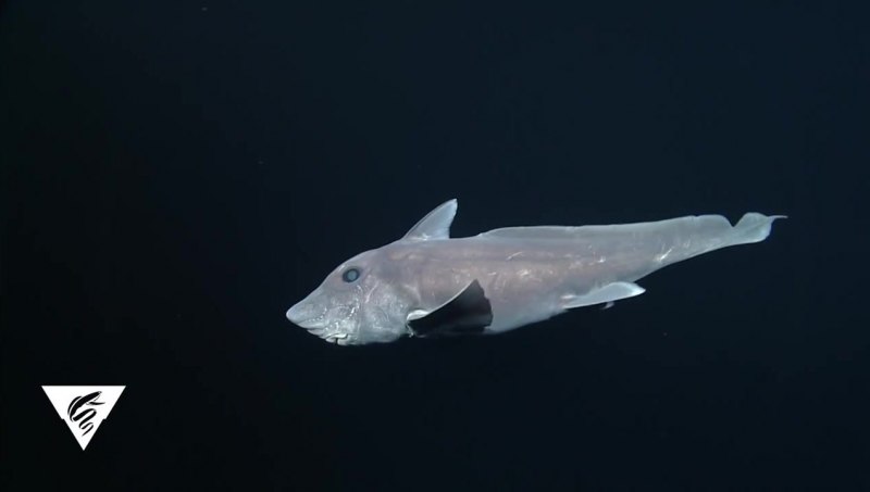 Плащеносная акула