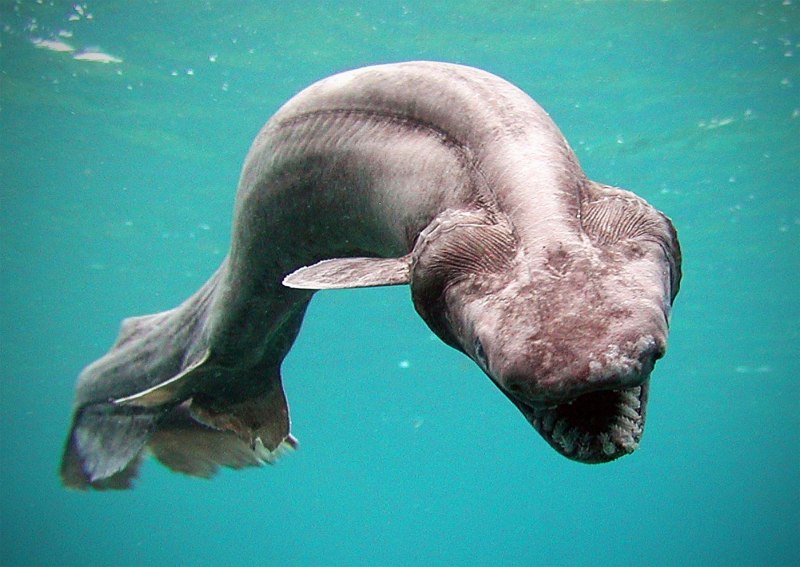 Ломозуб рыба