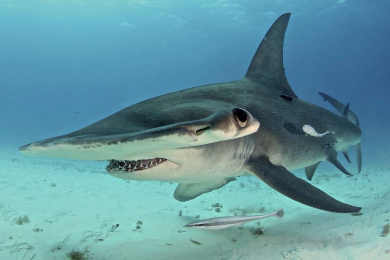 Акула под водой