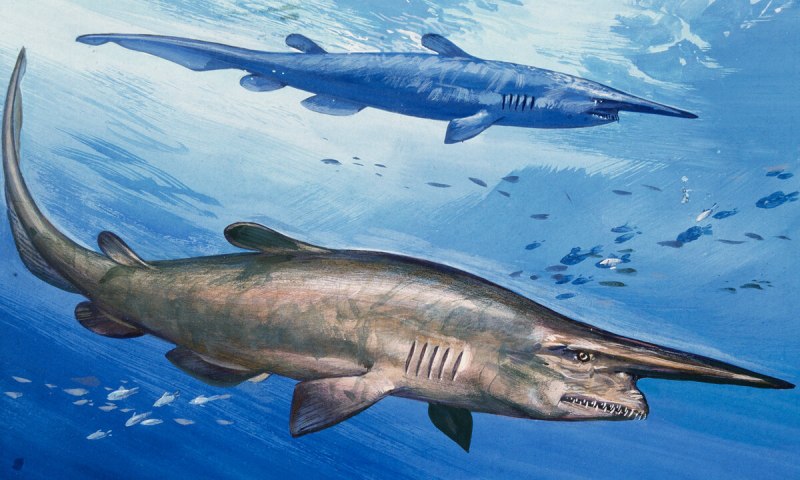 Акула Squalus clarkae