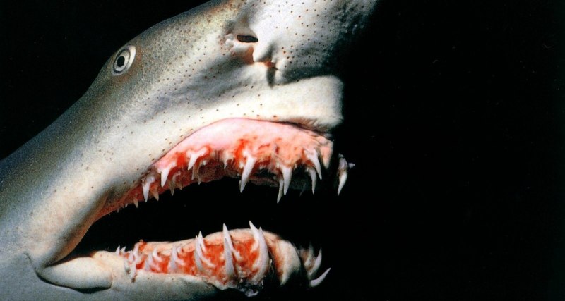 Chlamydoselachus anguineus