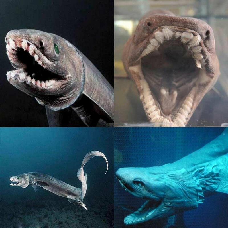 Самая глубоководная акула