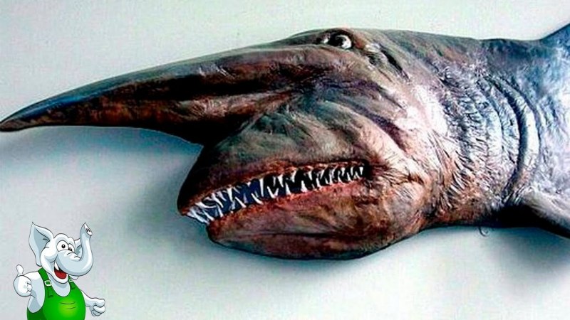 Акула Гоблин акула Домовой