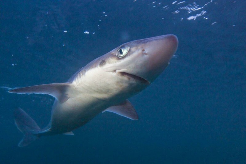 Гигантская акула Баренцево море