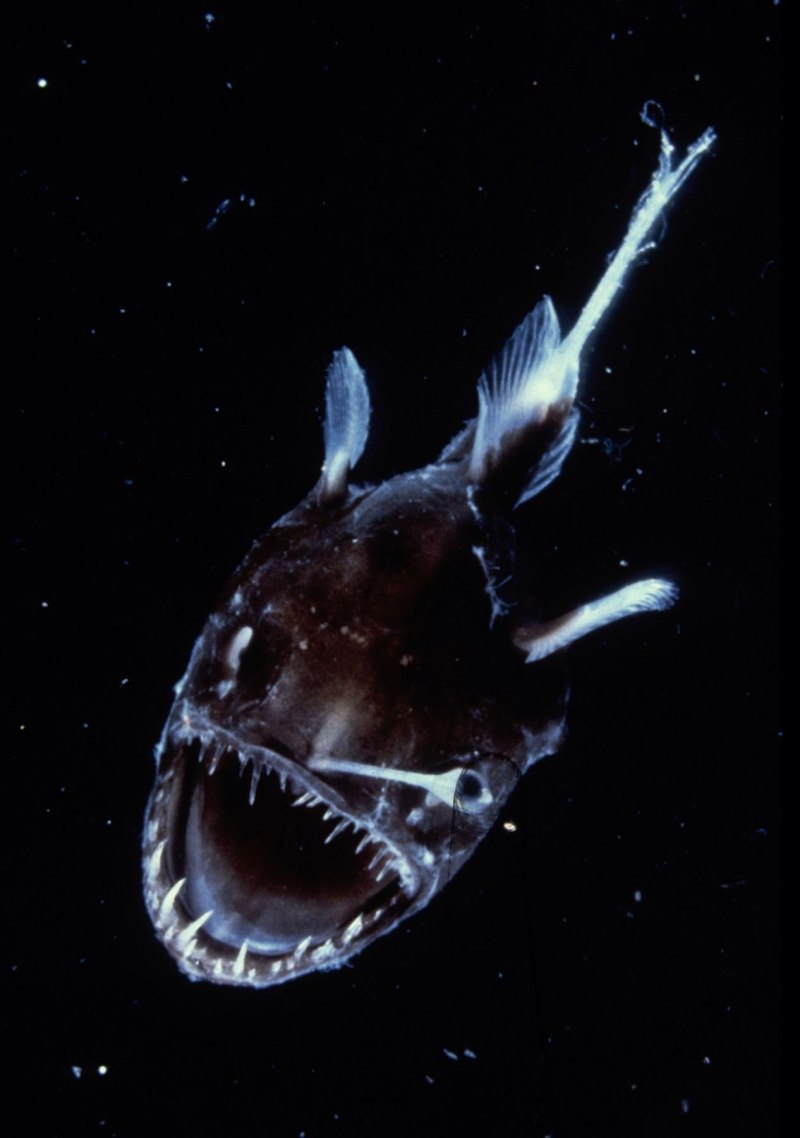 Мохнатый удильщик