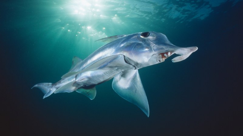 Акула призрак Химера