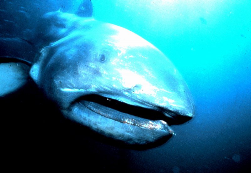 Морское чудовище Батизаурус