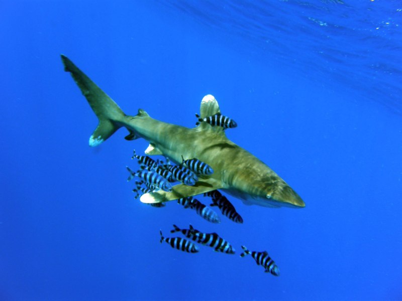 Мако (акула) в Красном море