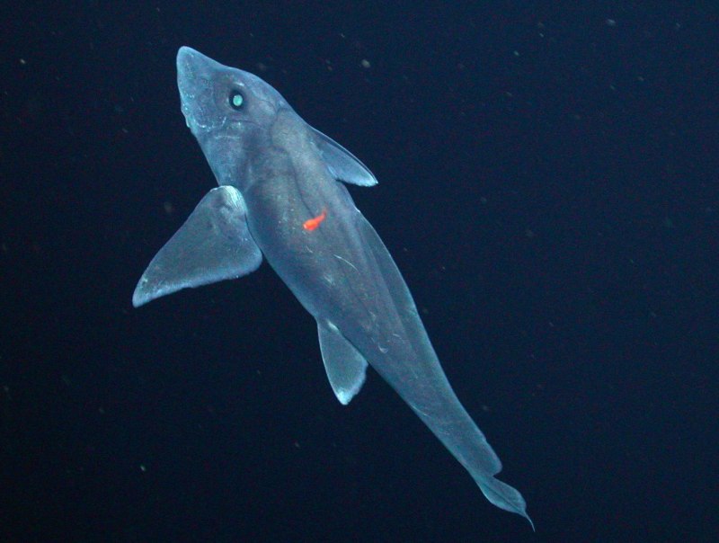 Рыба плащеносная акула