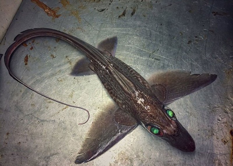 Касатка акула ед