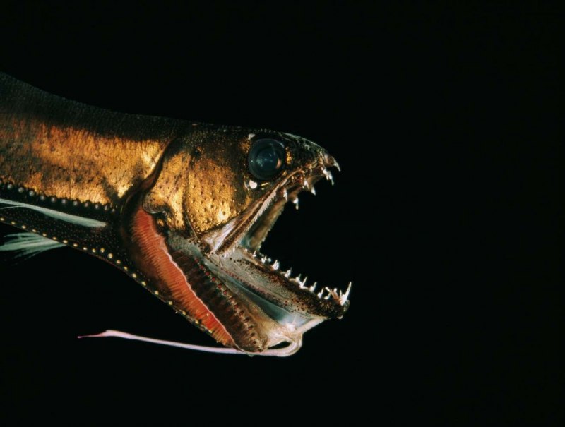 Jurassic World ДУНКЛЕОСТЕЙ