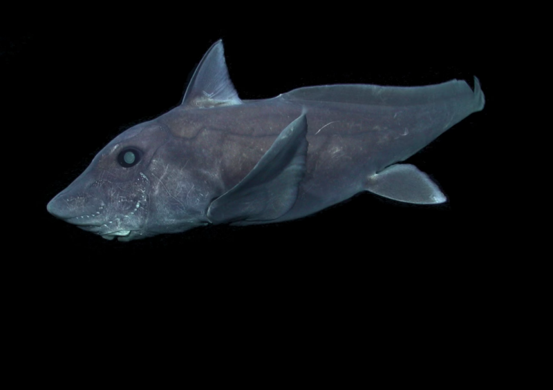 Морской черт удильщик