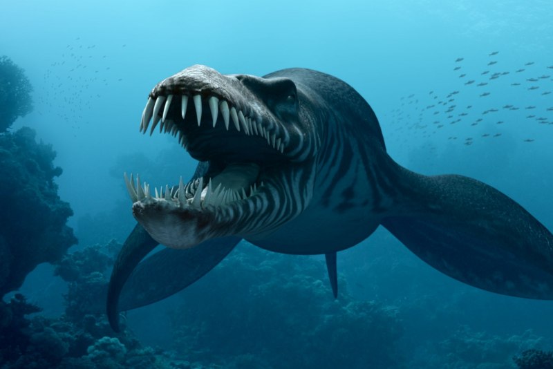 Плащеносная акула