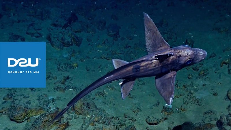 Морской черт удильщик