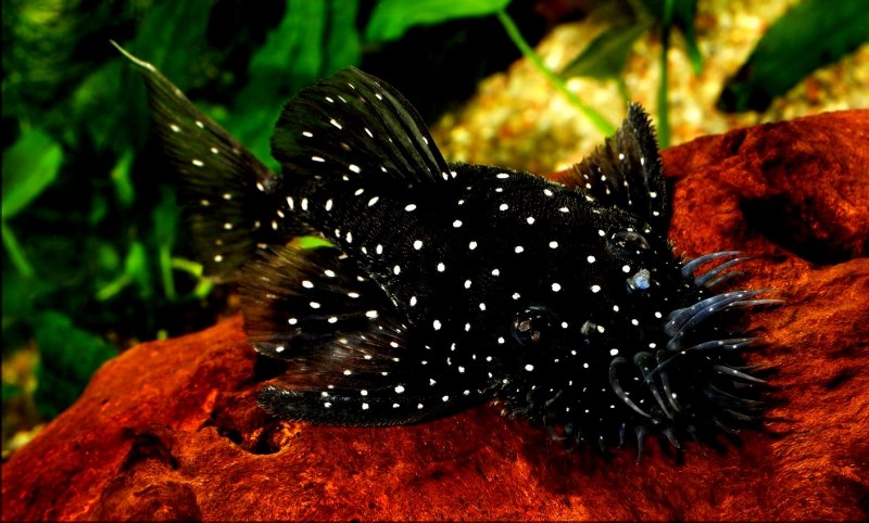 L184 Бриллиантовый анциструс