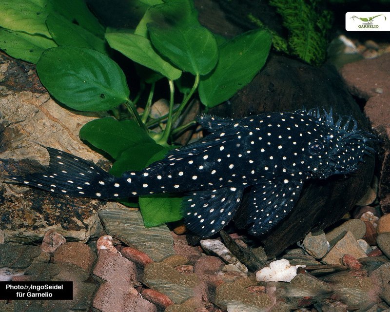 Анциструс бриллиант l184