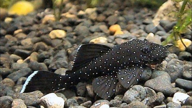 Анциструс l181