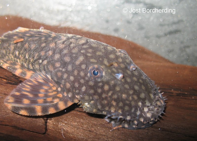 Сомик анциструс в 500 литров