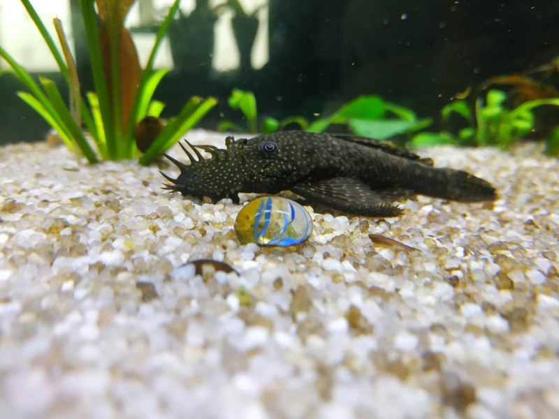 Анциструс тамбоенсис